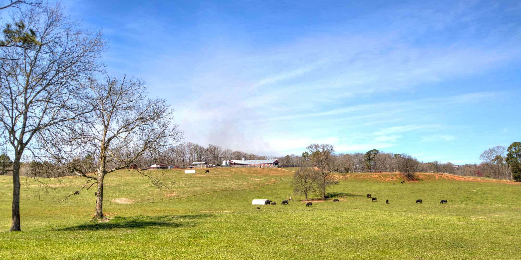 Cows in a Field with Barn in Background